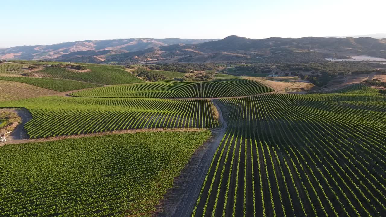 Splendida ripresa aerea di vigneti collinari nella regione vinicola della denominazione Santa Rita in California 28