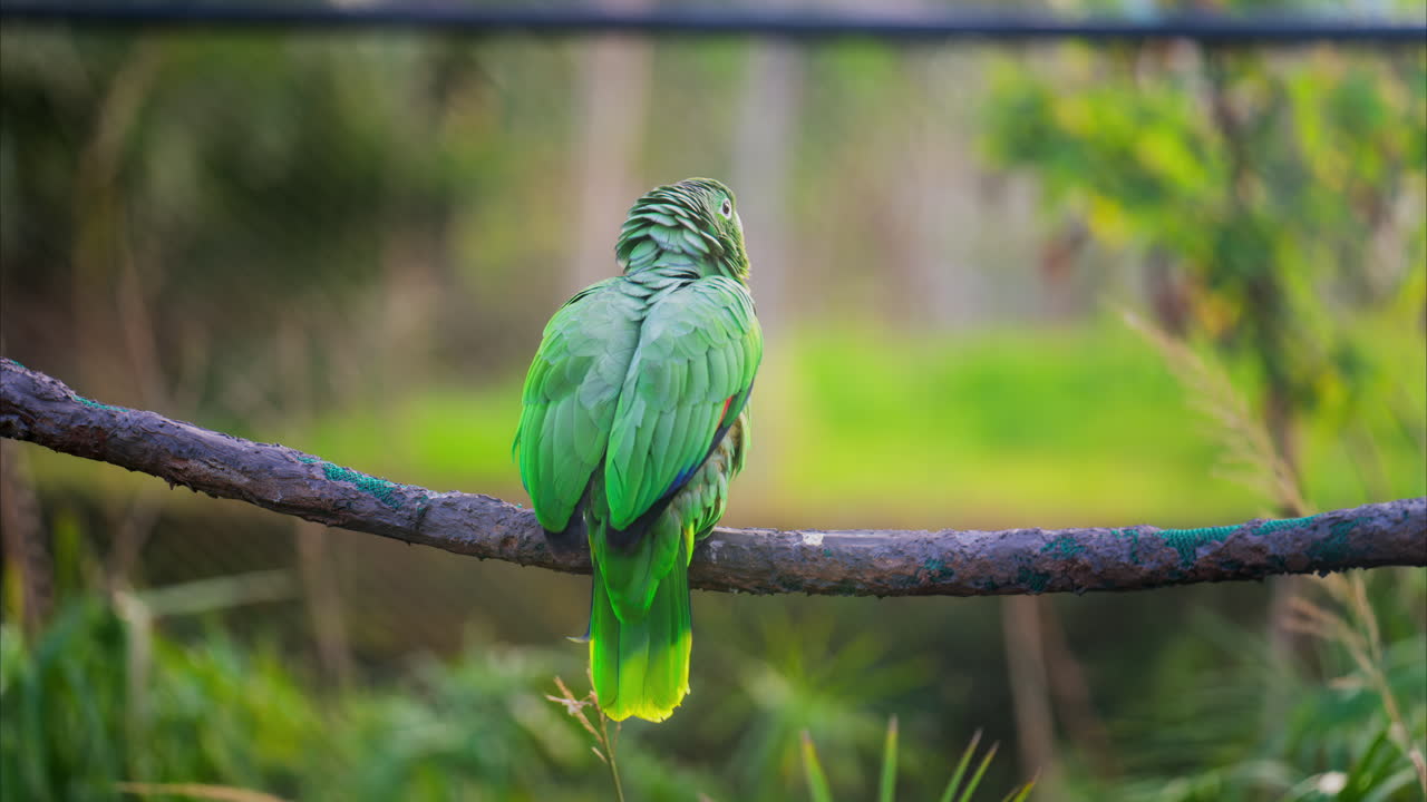 Close up of a green Macaw bird on a branch with a blurred background