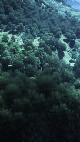 a lush green forest on a hillside