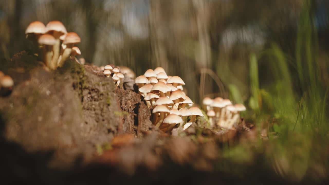 delicati funghi raggruppati su un tronco nella soffice luce del bosco