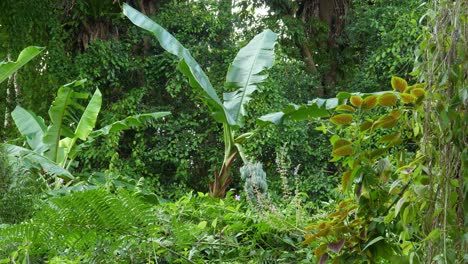 hoja de plátano de una sola hoja grande se yergue en el bosque hawaiano en la isla grande