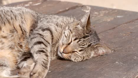 Feral-cat-sleeping-on-a-table-at-Praia-De-Marinha-beach-in-Portugal