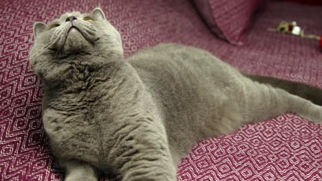 gray fluffy british shorthair cat lying on a damson color bedspread and looking around