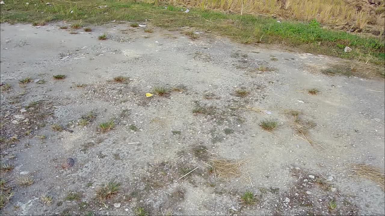 아침 에 수확 후  들