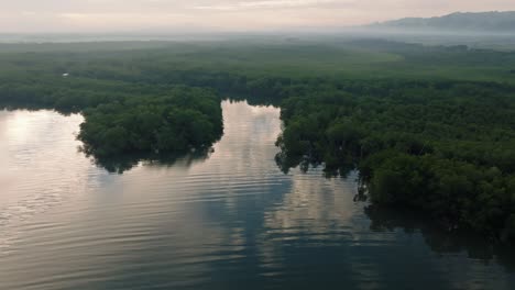 incredible shot of lush mangrove forest along coast of los haitises national park at sunset, dominican republic