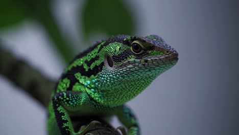 close-up of a green lizard