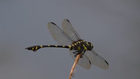 Die-Gemeine-Flanschschwanzlibelle-Kommt-Häufig-In-Thailand-Und-Asien-Vor