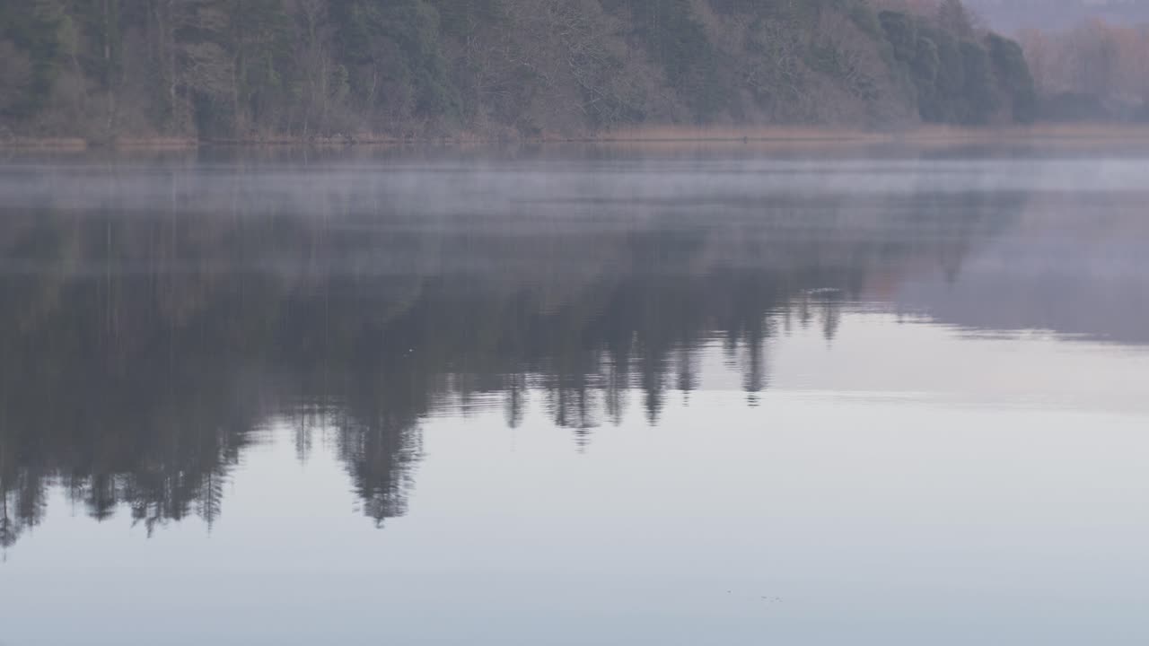 Forest reflected in calm fog covered river