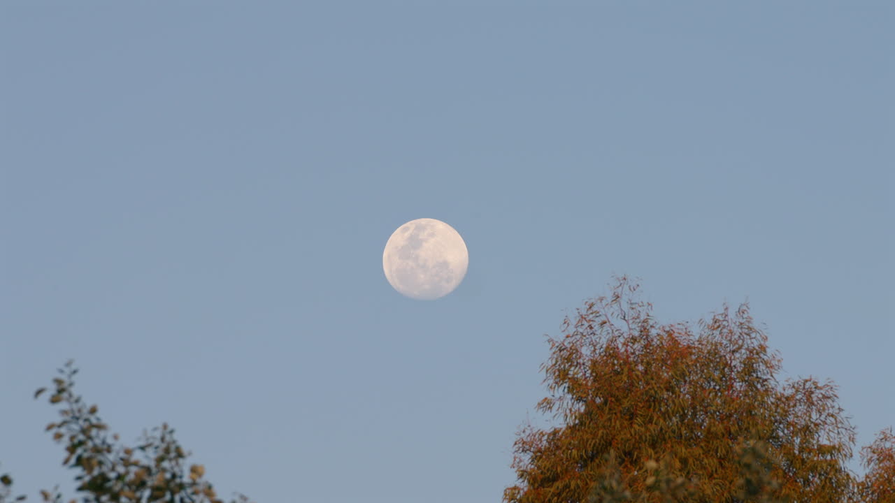 Full moon rising over a tree with autumn-colored leaves in the evening sky.