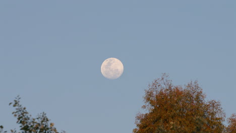 full moon rising over a tree with autumn-colored leaves in the evening sky.