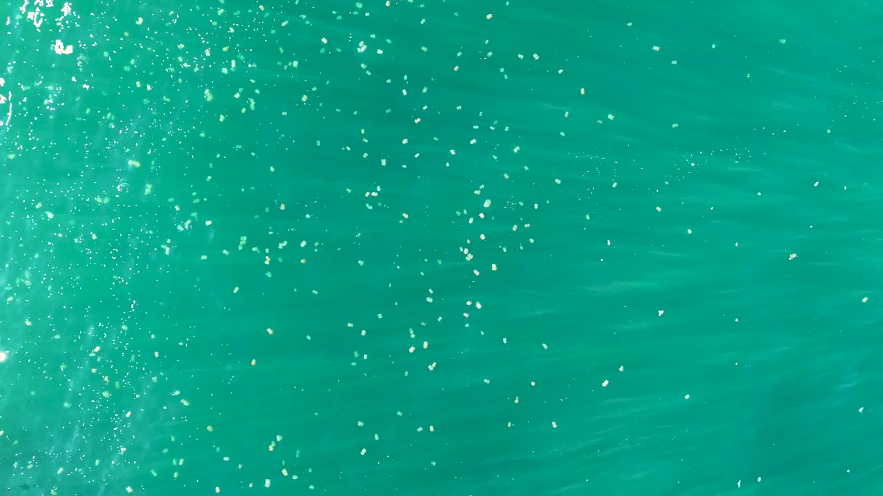 Aerial drone shot of small jellyfish group Pacific Ocean surface travel tourism Central Coast Sydney NSW Australia 4K