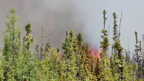 high-flames-from-ongoing-wildfire-in-forest,-sideways-pan