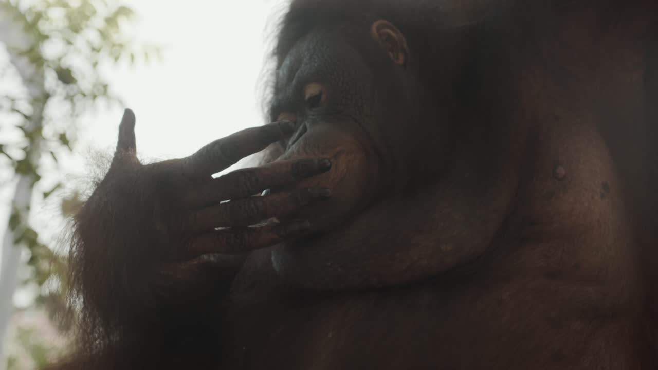 impresionante foto en cámara lenta de un orangután lamiendo los dedos después de comer fruta