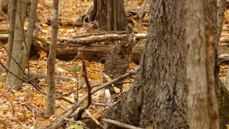 Pequeño-Pájaro-Enredadera-Marrón-Buscando-Comida-En-El-Tronco-De-Un-árbol