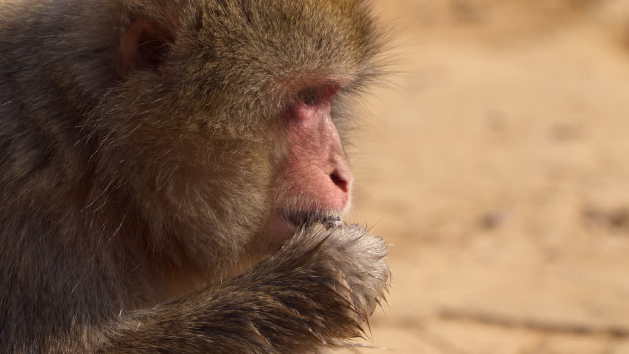 primer plano de un macaco japonés salvaje masticando nueces mientras mira directamente a la cámara
