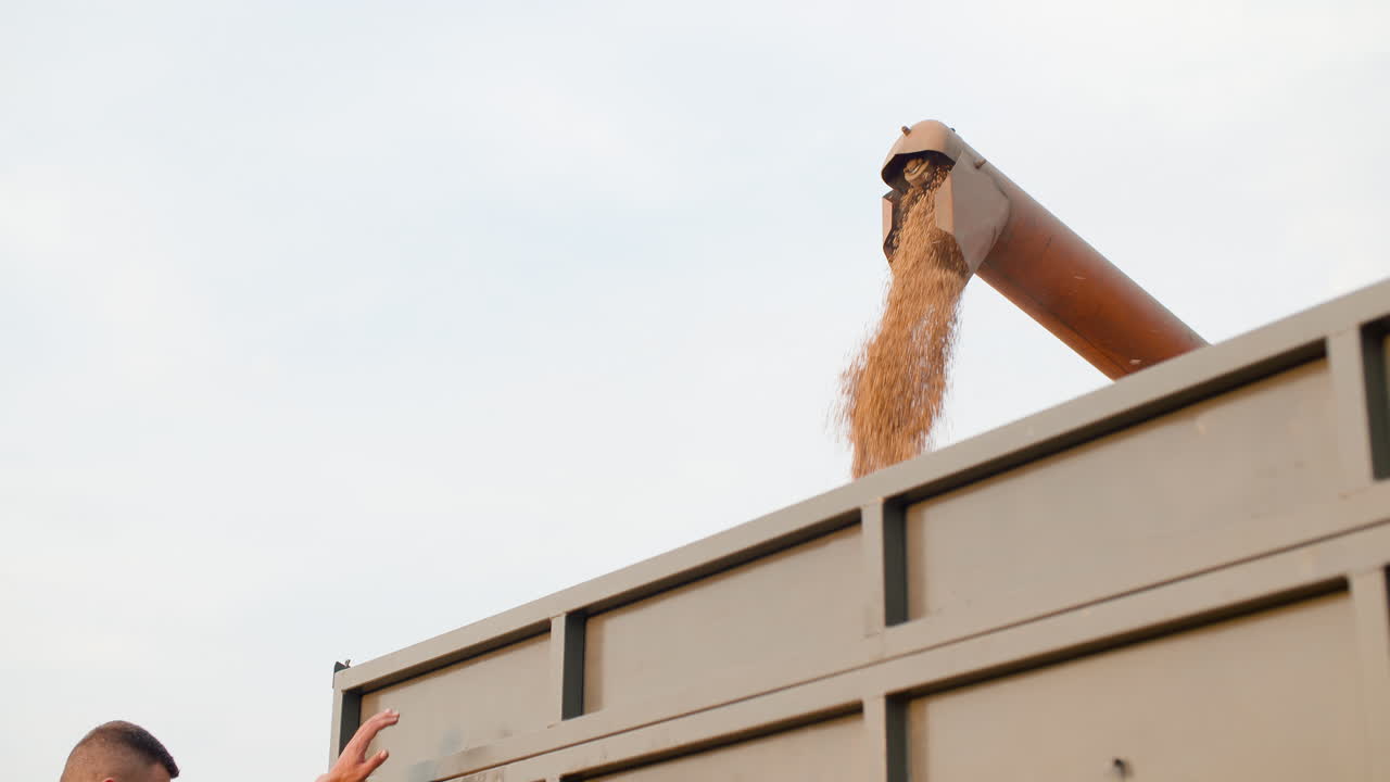 결합 수확기 수확 농업 밀밭