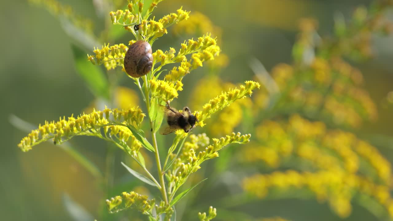 el abejorro peludo polinizando y recolectando néctar de la flor amarilla de la planta
