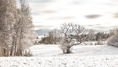 Tundra-and-taiga-ice-polar-timelapse-landscape-full-of-white-snow-with-pine-trees-during-a-snowy-day