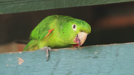 green parrot looking to camera