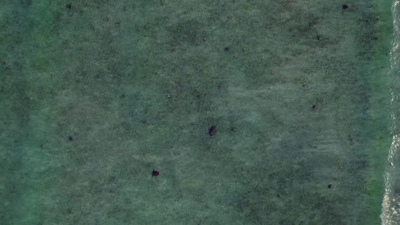 Gruppo di tartarughe marine che nuotano con grazia in acque oceaniche limpide e poco profonde, viste da una prospettiva aerea. Habitat della vita marina. Ripresa unica con drone dall'alto.
