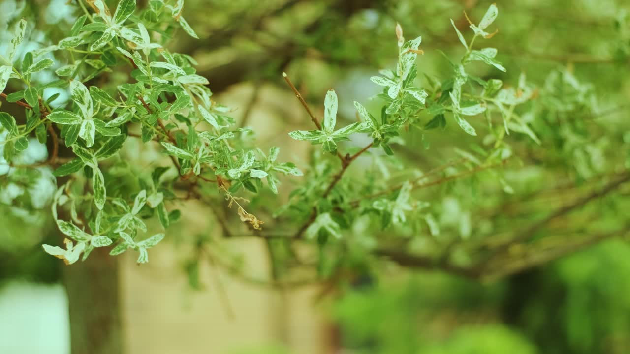 정원 가공자: 을 위해 전기 트리머를 사용하여 녹색 공원에서 나무를 잘라내는 사람. 정원에서 나무를 형성하는 노동자. 뒷마당에서 오렌지 전기 트리마를 사용하여 나무 식물을 잘라내는 사람들. 클로즈업