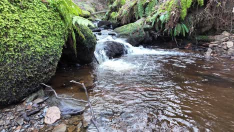 Small,-slow-moving-woodland-stream,-flowing-slowly-through-the-forest-trees