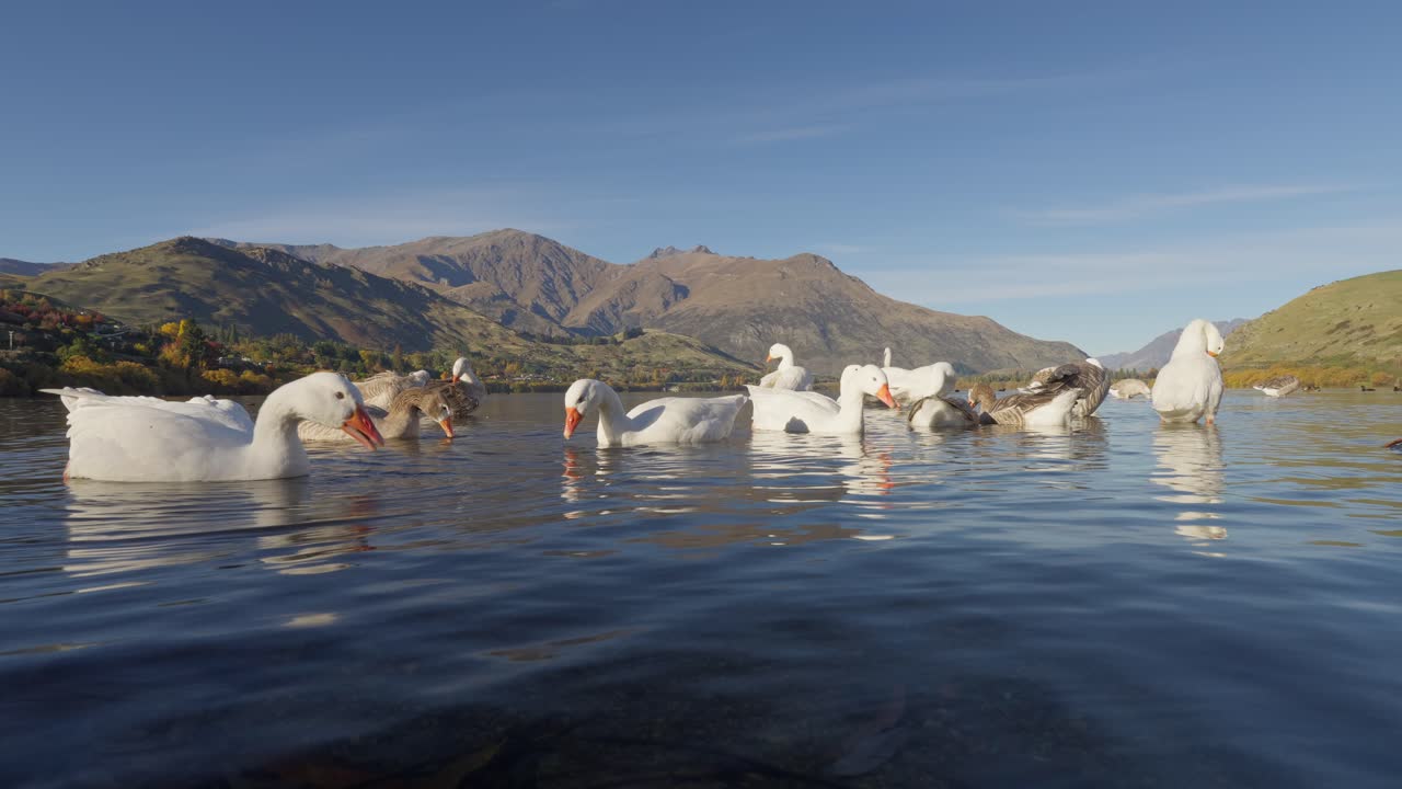 Flock of goose feeding in shallow water of Lake Hayes in New Zealand