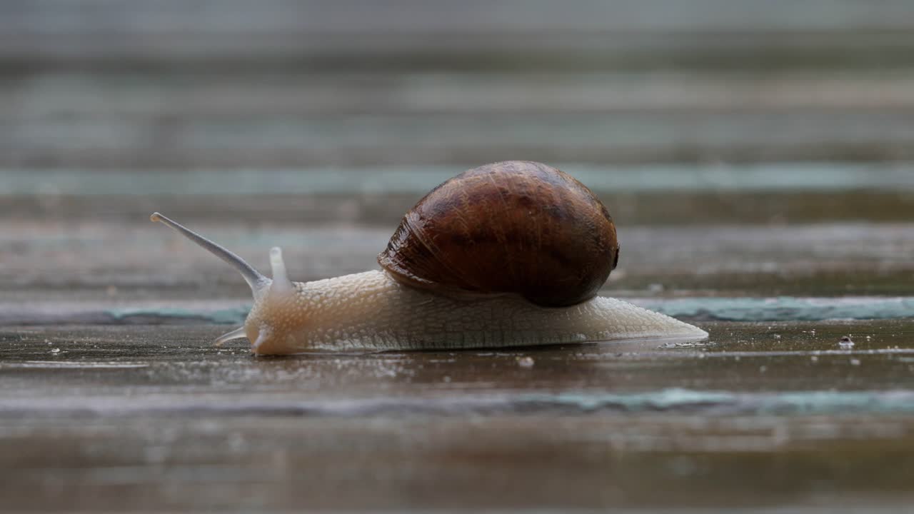 A garden snail moving from right to left on a wet timber deck CLOSE UP