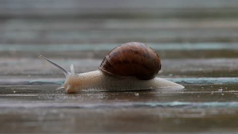 a garden snail moving from right to left on a wet timber deck close up