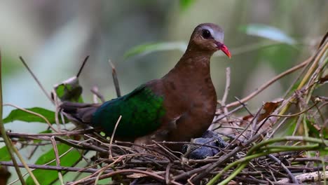 La-Paloma-Esmeralda-Común-Es-Común-En-Los-Países-Asiáticos-Y-Es-Famosa-Por-Sus-Hermosas-Plumas-De-Color-Esmeralda