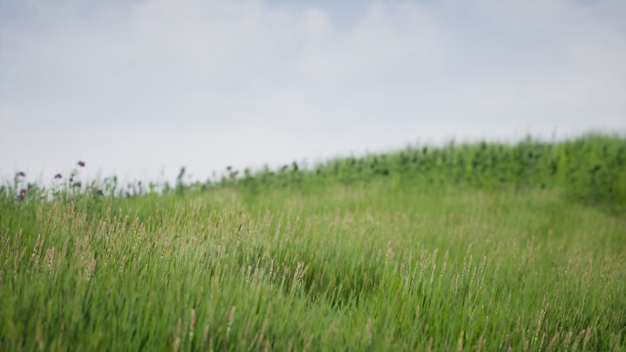 campo de hierba verde fresca bajo el cielo azul