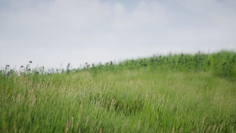 field of green fresh grass under blue sky