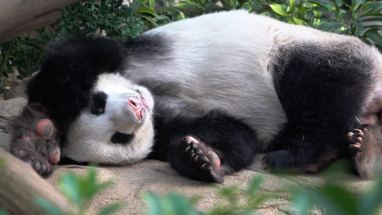 핸드 헬드 모션 클로즈업 샷 캡처 사랑스러운 게으른