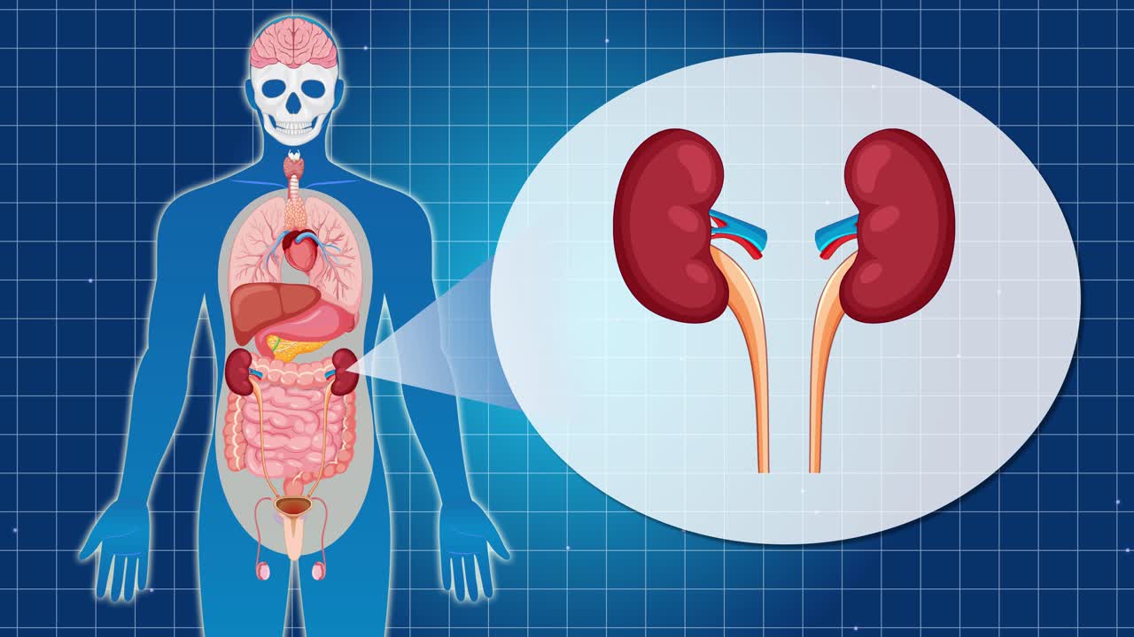 Animation illustrating human anatomy with focus on kidneys, using vibrant colors and smooth transitions to enhance educational impact
