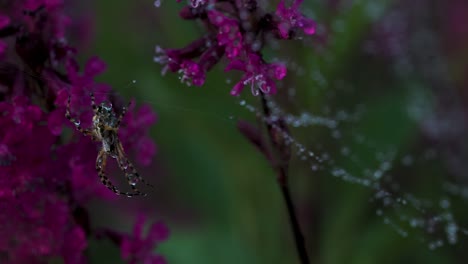 spider on a web with dew drops and purple flowers