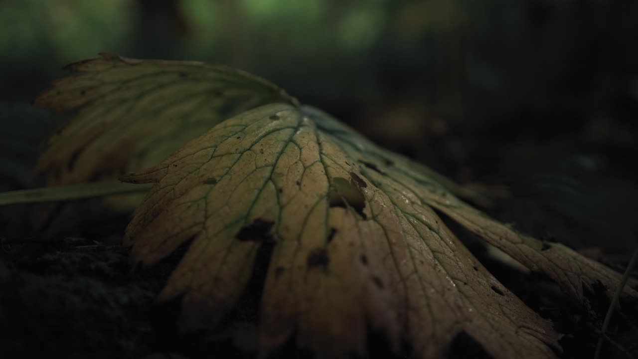 4k primer plano de hoja caída en el bosque de noruega