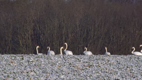 Höckerschwäne-Auf-Dem-Feld-In-Polen-Im-Winter