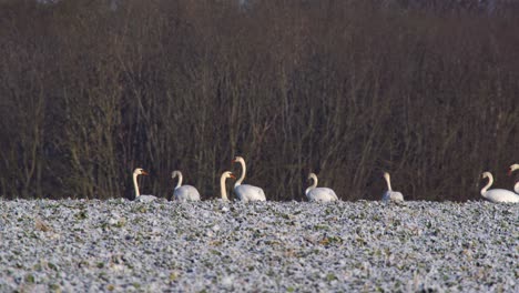 cisnes mudos en campo en polonia en invierno
