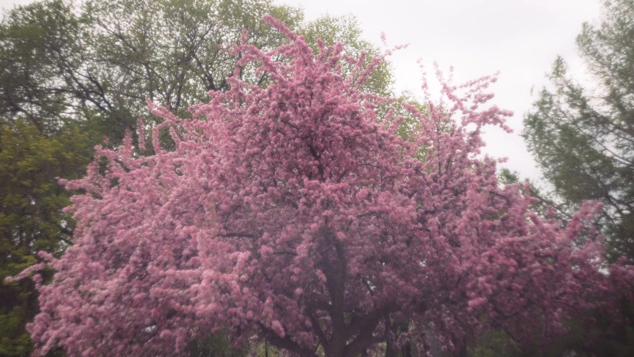 Cerisier en fleurs roses
