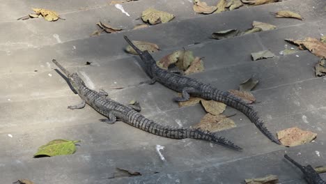 Dos-Cocodrilos-Gaviales-Bebés-Sentados-A-La-Luz-Del-Sol-I-Dos-Cocodrilos-Gaviales-Bebés-Sentados-En-Las-Escaleras-En-El-Parque-Zoológico