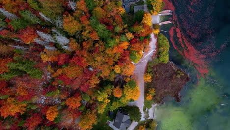 colorful treetops in autumn on the shore of lake toplitz in austria