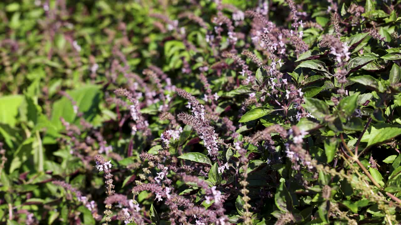 Bees actively pollinate holy basil flowers in a sunlit garden, showcasing vibrant greenery and natural activity