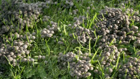 small invasive mushrooms in lawn backyard