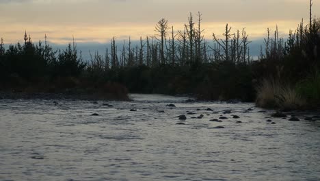 wild flowing river and dead trees in background, evening, slow motion