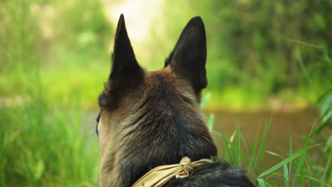 a german shepherd dog sitting in the grass next to a river waiting patiently