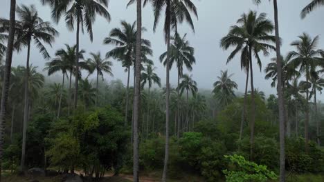 misty ko samui palmscape thailand