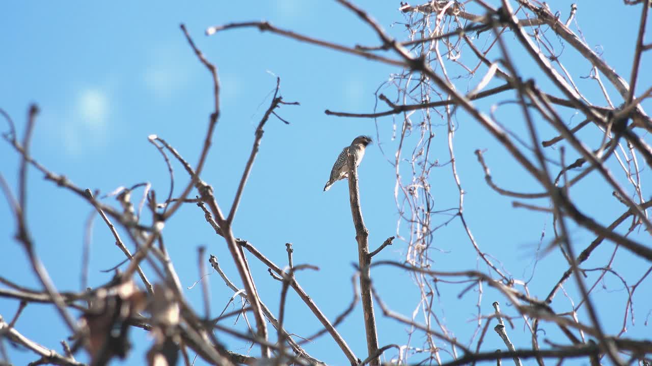 Bird on a top of a Branch With Blue Skies in the Background