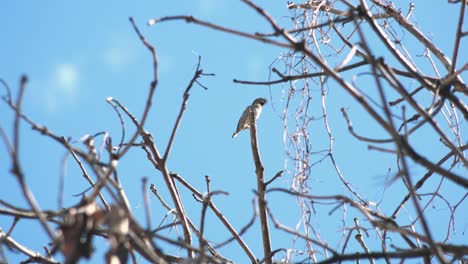 bird on a top of a branch with blue skies in the background