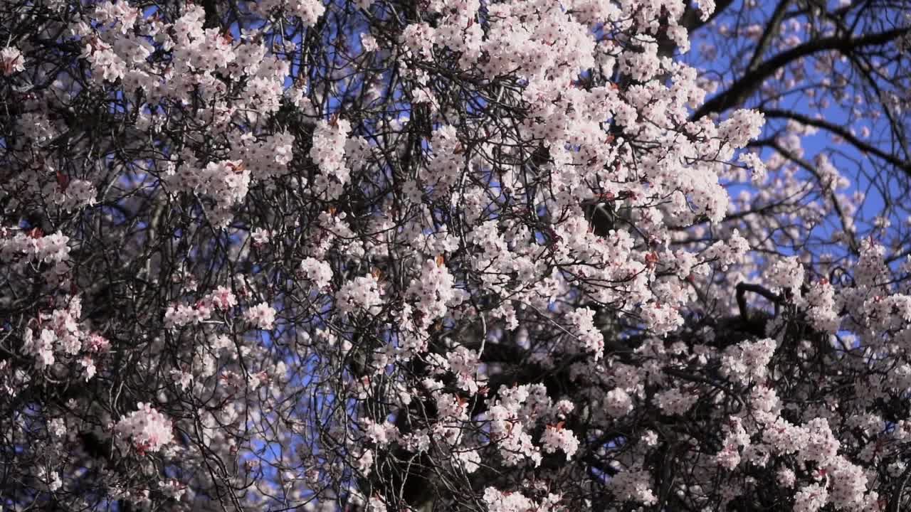 Slow motion of white weeping cherry tree branches full of beautiful pink flowers