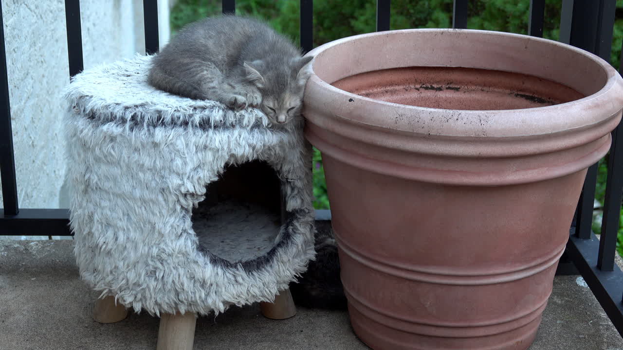 Gray kitten sleeps on top of cat house.
